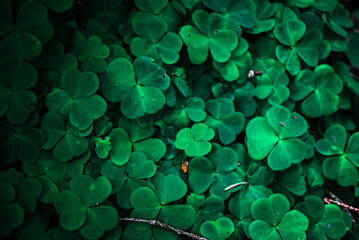 green clover background
