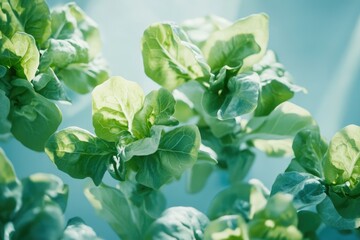 Obraz premium Vibrant green leaves of a thriving plant, bathed in sunlight, showcasing their lush texture and healthy growth.