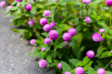 Globe amaranth pink flower or bachelor button flower