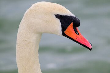 Mute swan head against water background. Cygnus olor