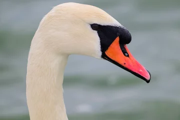 Verduisterende gordijnen Mute swan head against water background. Cygnus olor © BigNazik