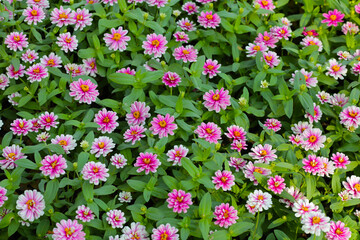 Pink zinnia flower in the field