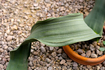 Welwitschia mirabilis plant, Green leaves
