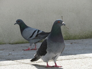 Couple de pigeons avec brindille dans le bec
