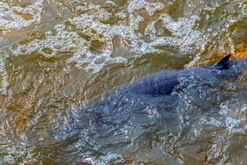 Fototapeta premium Sturgeon Spawning At The Rapids And Dam On Fox River At De Pere, Wisconsin, In Spring