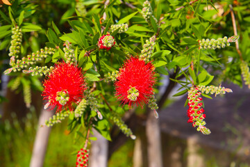 Red flower of bottle brush tree