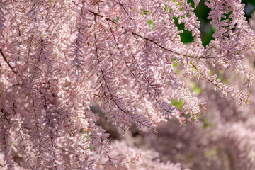 Selective focus of puffy pink flowers in the garden, Bush of blooming on the tree in spring, The...