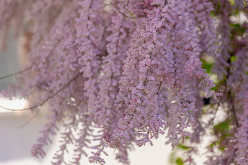 Selective focus of puffy pink flowers in the garden, Bush of blooming on the tree in spring, The...