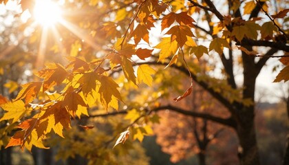 Obraz premium Autumn leaves glowing in sunlight against a serene background 