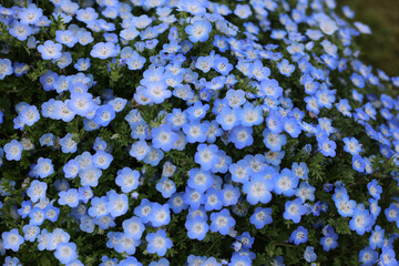 A variety of flowers in a vibrant and colorful flower garden in full bloom at a park in Japan