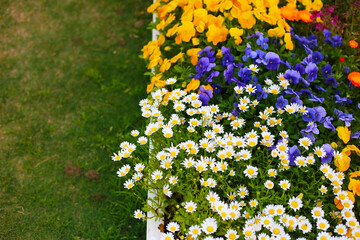 A variety of flowers in a vibrant and colorful flower garden in full bloom at a park in Japan