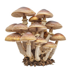 Cluster of mushrooms, earthy tones