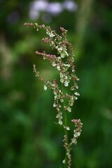 Common sorrel (Rumex acetosa) flowers. Polydonaceae perennial plants. Pale green flowers with a reddish tinge bloom in early summer. Edible and medicinal.