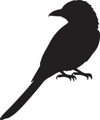 Fork-tailed Drongo bird vector silhouette on white background