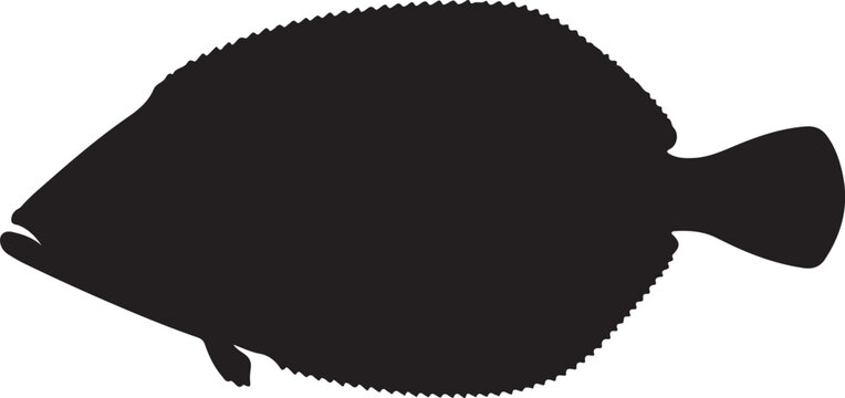 Flounder flatfish vector silhouette on white background