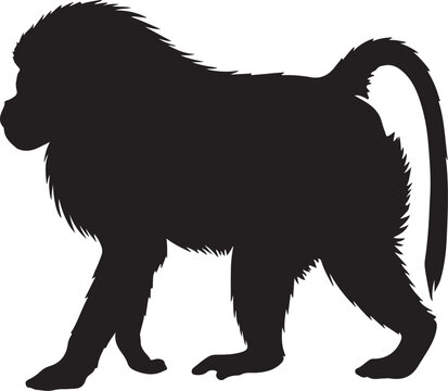 Gelada Baboon vector silhouette on white background