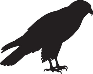 Fototapeta premium Hen Harrier bird vector silhouette on white background