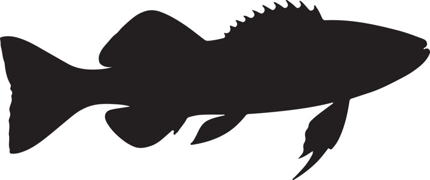 Kelp Greenling fish vector silhouette on white background