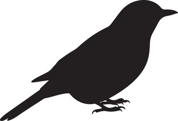 Orange-headed Thrush bird vector silhouette on white background