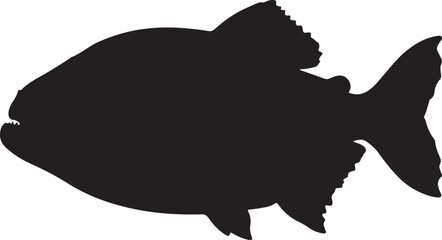 Red-bellied Piranha fish vector silhouette on white background