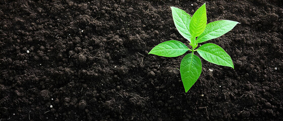 Small Sprout Growing In Dark Soil
