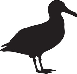 Waved Albatross silhouette soaring in flight with extended wings on white background