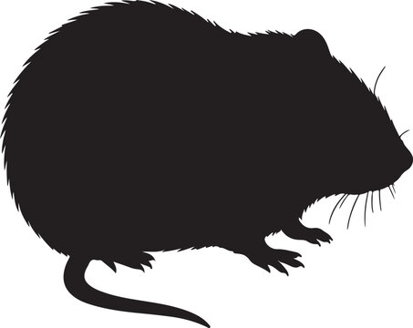 Vole Rodent silhouette crouched with round body and short tail on white background