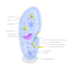3D Isometric Flat  Illustration of Anatomy of Paramecium Caudatum, Educational Diagram
