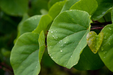 Closeup of a vibrant green leaf with water droplets showcasing beauty