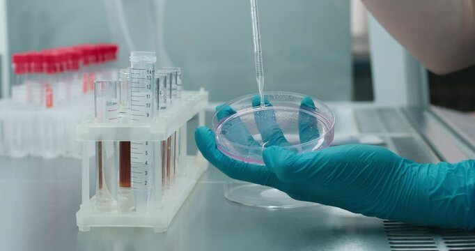 A biotechnologist works with a Petri dish containing a culture medium, using an inoculating loop. Concept microbiological research and innovative methods in working with microorganisms.