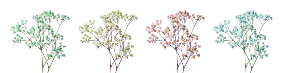 Gypsophila branch with small flowers in different colors on white background, set