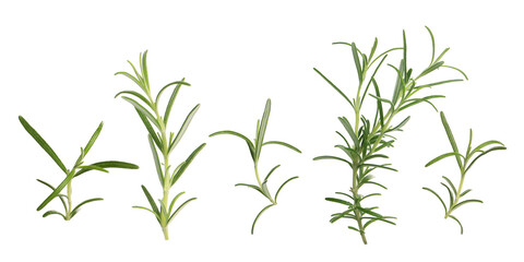 Fresh aromatic rosemary isolated on white, collage
