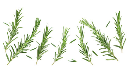 Obraz premium Fresh aromatic rosemary isolated on white, collage