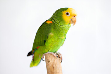 yellow and green parrot on white background