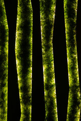 abstract organic green line texture