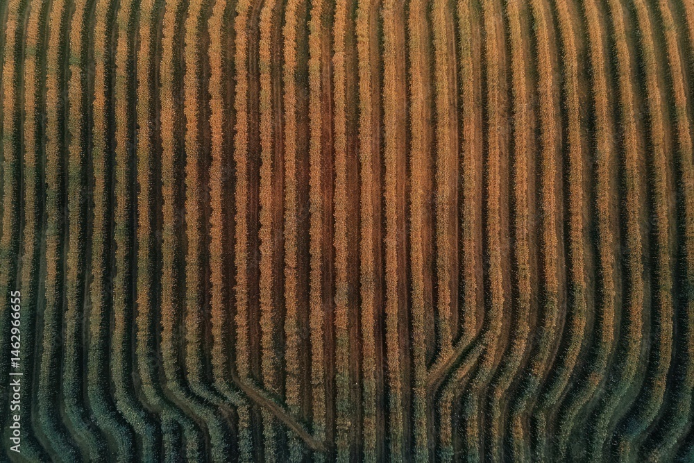 Poster aerial view of curved and parallel rows of mature crops cast in warm sunlight creating a pattern of 