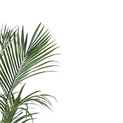 Vibrant green tropical palm leaf branch isolated on spa zen lush dark on transparent background