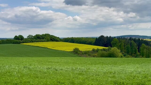 Canola flower cultivation field, yellow rapeseed flowers grown for cooking oil or conversion to biodiesel