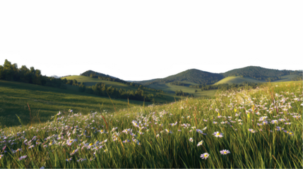 Scenic summer meadow landscape with rolling green hills and blooming on transparent background sky