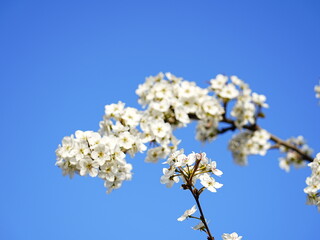 Pear flower in full bloom in spring