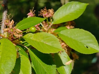 Small green cherries among the faded flowers.