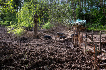 old Serbian breed of domestic black pigs