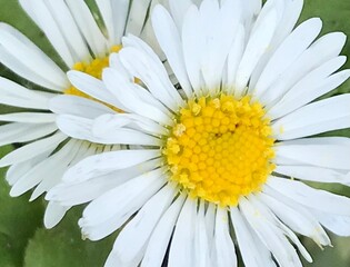 white daisy flower