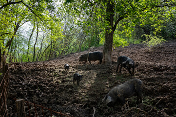 old Serbian breed of domestic black pigs