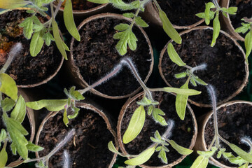 Tomato Seedlings in Recycled Paper Pots