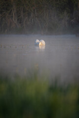 Swan with its head submerged in water.