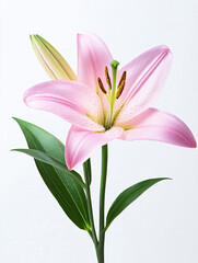 Naklejka premium Pink Lily Petals Botanical Nature Leaves Plant Blossom Flora Floral Garden Growth Bloom Ornamental Spring Scent Single Isolated Delicate Fresh Elegance Vibrant Soft Morning Freshness Wedding 