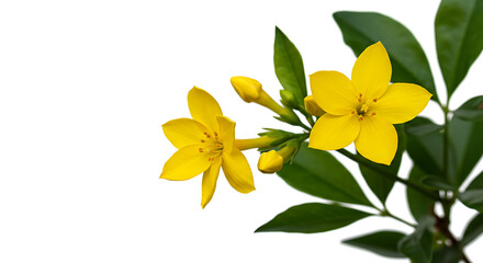 Vibrant Yellow Flowers: A Botanical Delight in a Simple, Cheerful Style