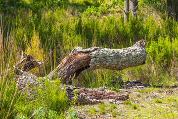 Fallen tree trunk decaying in tapada nacional de mafra, portugal