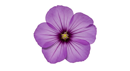 Lavender Flower: A Delicate Purple Bloom in Serene Elegance